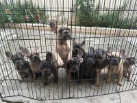 BEBEKLERİMİZ 91 GÜNLÜK FRENCH BULLDOG