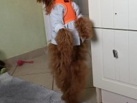 4 aylık sağlıklı eğitimli toy poodle