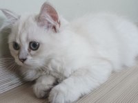 British longhair kızımıza yeni yuva
