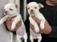 Satılık şivava chihuahua yavrular