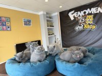 KEDİ DÜNYASINDAN RENK RENK BRITISH YAVRULAR ANKARA