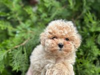 Teacup Maltipoo Bebekler