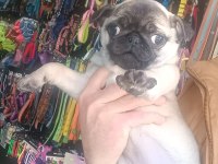A kalite son dişi pug yavrumuz