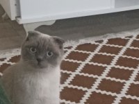 Blue point dişi scottish fold