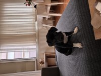 Ücretsiz sahiplendirme jack russell köpeğimiz