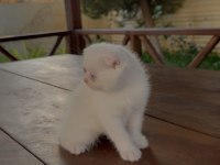 SCOTTİSH FOLD KEDİMİZ