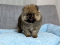 TEA CUP ORANGE AYI SURAT POMERANİAN BOO
