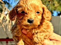 Maltipoo yavrularımız yeni yuvalarına gitmeye hazır