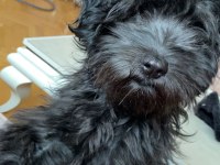 5 aylık siyah toy poodle