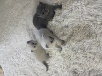 Orjinal 3 Adet british shorthair yavru eylül sonu teslim