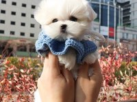 TEACUP MALTESE TERRİER YAVRULARİMİZ