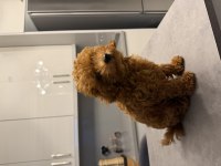 Erkek Toy Poodle
