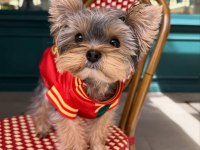 Micro Kore Yorkshire Terrier