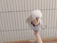 Show Jumbo ve Jumbo yerli muhabbet kuşu