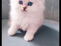 Tüylü british longhair şirinler teslime hazır