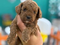 Show kalite Poodle yavrularımız