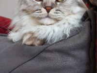 Scottish fold longhair erkek kedimiz