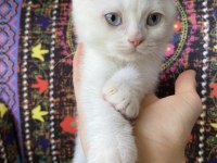 Pamuk gibi yavru kedimiz