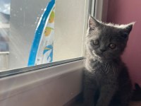 British Shorthair yavrularımız