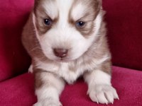 SAFKAN HUSKY YAVRULARI