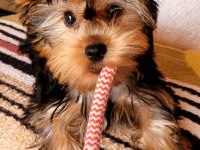 Muhteşem kaliteli yavrular yorkshire terrier