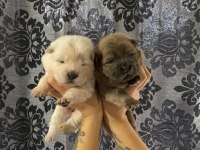 MÜKEMMEL KALİTE CHOW CHOW YAVRULAR
