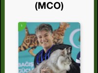 Bizi Bilen Bilir Big Calw Maine Coon