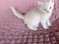 2.5aylık yavrularımız sahiplendirilir