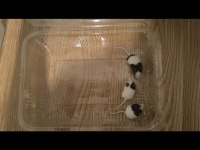 Panda mice