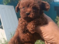 Kore poodle erkek yavru
