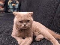 Scottish fold dişi