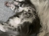 XXXL 10 günlük 2 erkek yavru ŞAMPİYON KAN HATTI KEDİMİZ