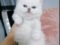 Dişi British Longhair