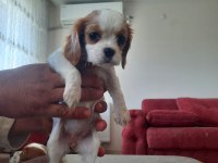 Orijinal Cavalier King Charles Yavrular
