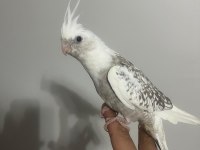 Ev üretimi sultanlar hepsi mutasyon KAÇIRILMAYACAK