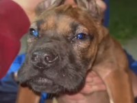 Cane corso yavru köpeği