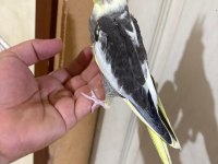 39 GÜNLÜK KUSURSUZ PİED BEBEK SULTAN PAPAĞANI