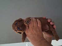 Mersin lokumu poodle yavrular bunlar