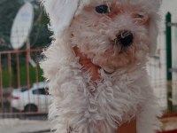 Dişi erkek güzellik abideleri maltese bebekler