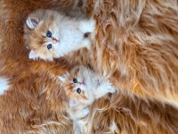 Efsane güzellikte british longhair bebeklerim