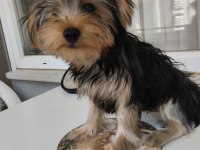 Çok akıllı yorkshire terrier çocuklarım
