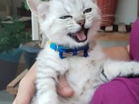 British erkek 4 aylık yavru kedi