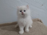 By33 british longhair erkek