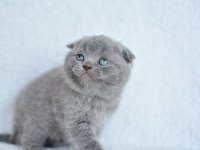Kucak delisi Gri Scottish Fold Shorthair yavrumuz