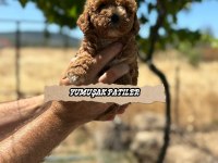 Sevimli Irk Toy Poodle