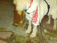 Acil sahiplendirme 4 aylık WC eğitimli pomeranian erkek