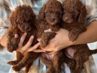 Kahve apricot red krem renklerde poodle şekerler
