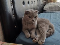 Scottish Fold Kızımıza Eş Arıyoruz
