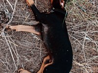 3 aylık saf kan doberman