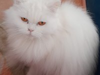 British longhair dişi